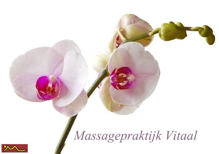 Massagepraktijk Vitaal