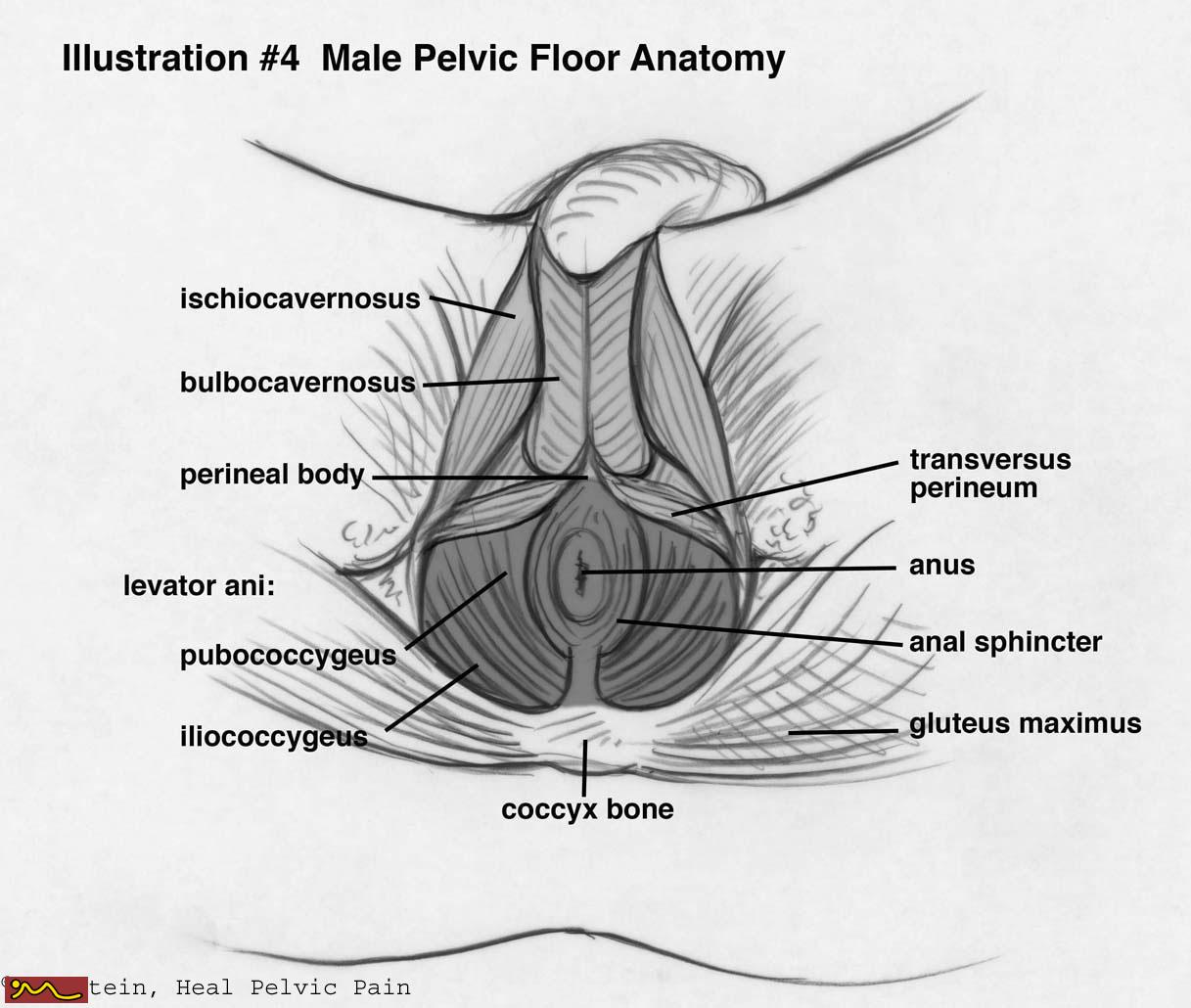 Male Pelvis Masseur