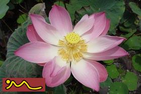 Praktijk De Lila Lotus