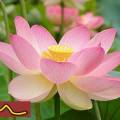 Voetreflextherapie*Reiki*Stoelmassage