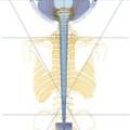 biodynamic craniosacral training eerste seminaar ADVANCED OVERVIEW OF CRANIOSACRAL BIODYNAMICS